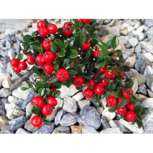 Skalník Dammerov (Cotoneaster Dammeri) ´CORAL BEAUTY´ - výška 20-30 cm, ⌀ 20-40 cm, kont. C3L